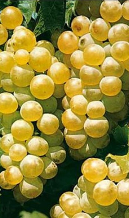 Vând structuri de vin