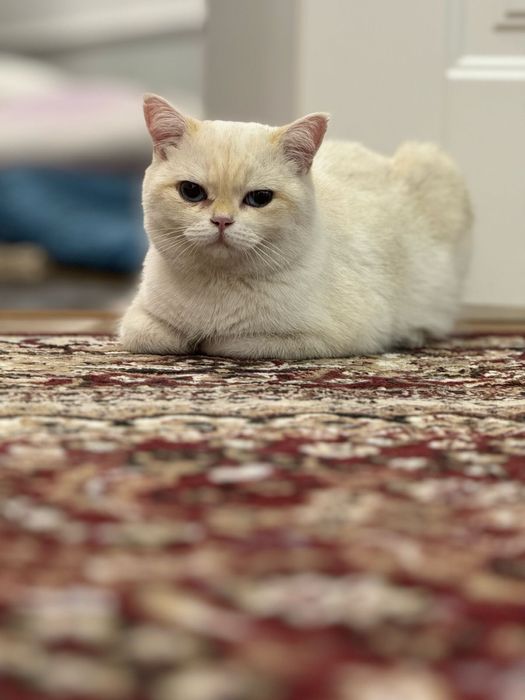 Вязка кота британского кота