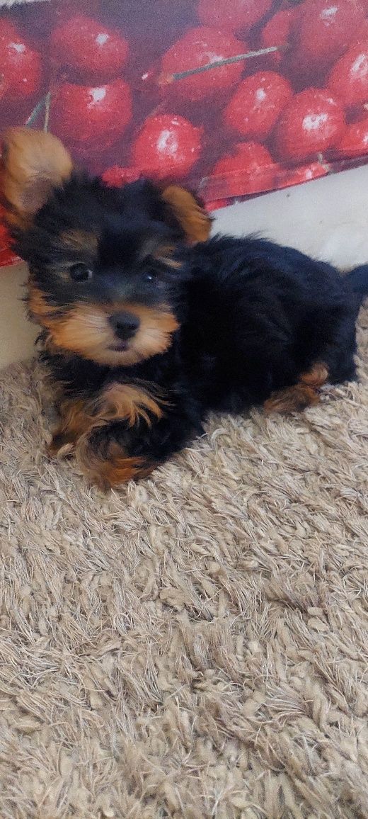 Yorkshire Terrier 3 luni