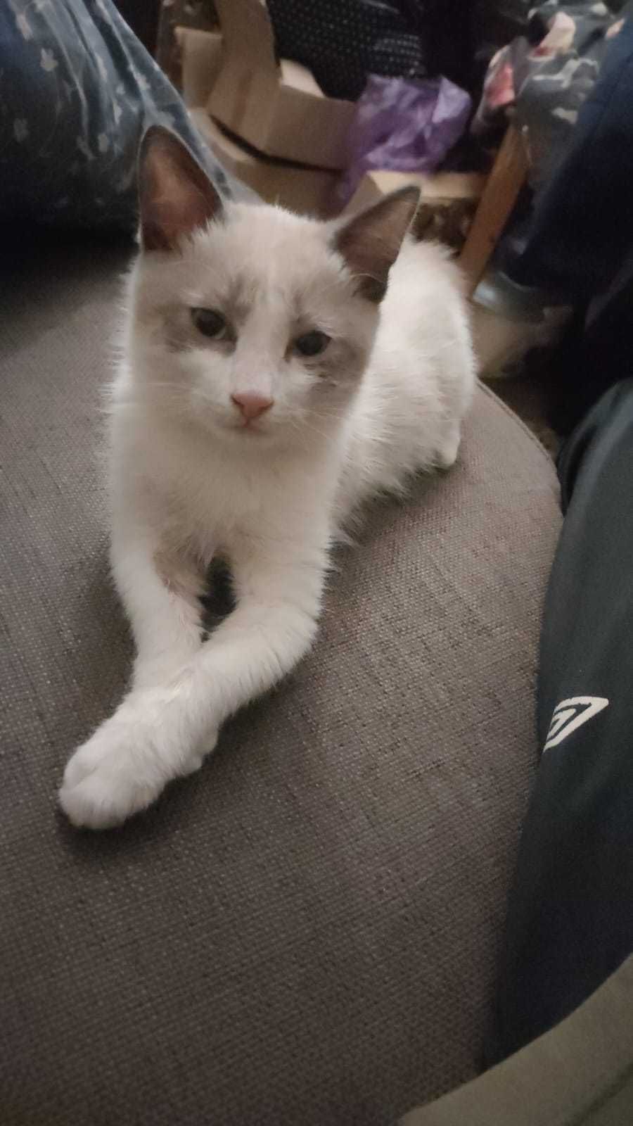 Найден котенок. Чей?