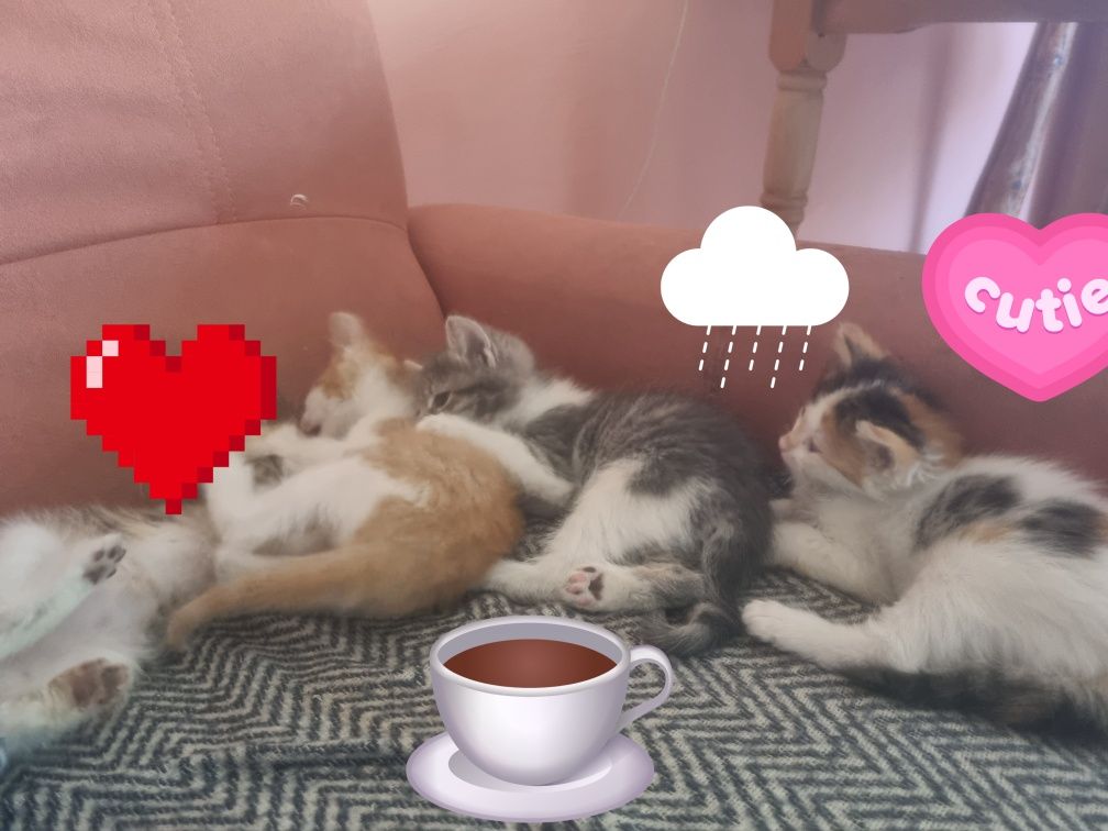 Котета си търсят дом