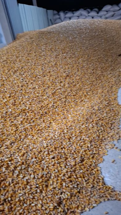 Porumb la 0,90 lei cu transport la domiciliu