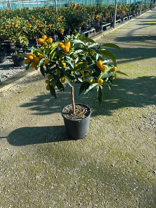 Citrice lamai, kumquat, calamondino, mandarin