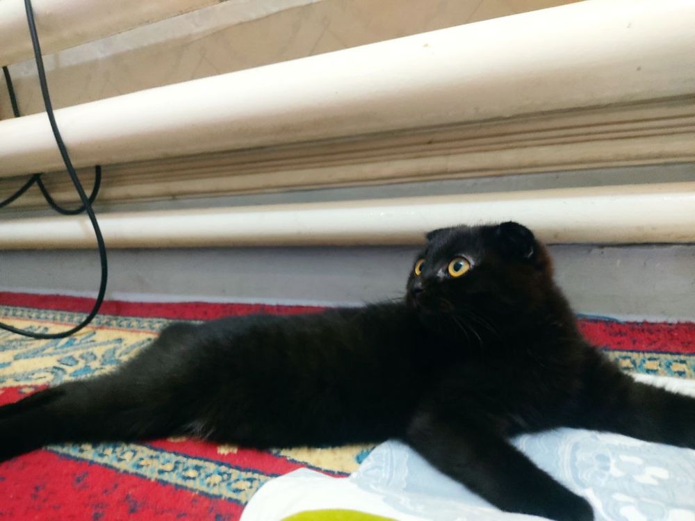 Кошка шотладская