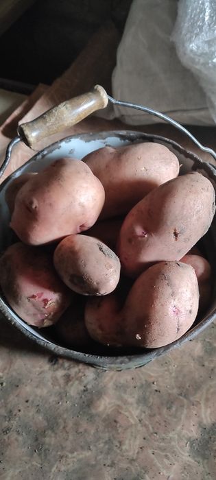 Картофель вкусный