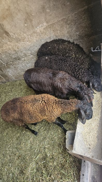 Продам баранов 4штуки