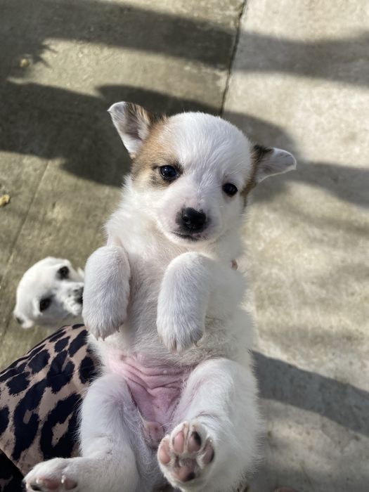 catelusi de curte si lup