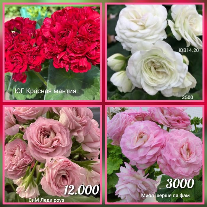 Укорененные пеларгонии