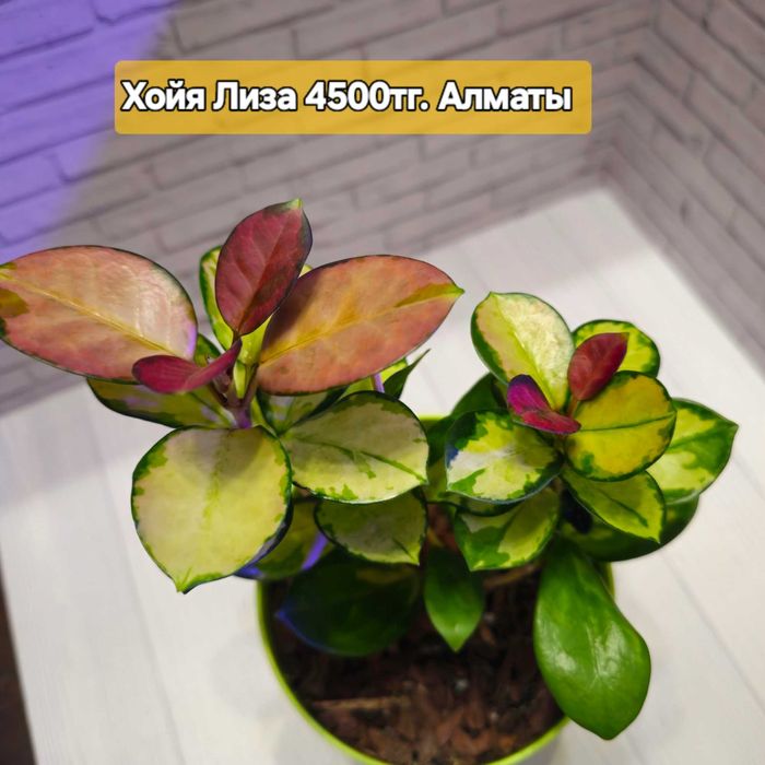 Продаются хойя Лиза, триколор  и кримсон квин.