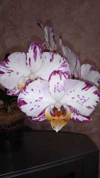 Орхидея Phal. Ever Spring Prince или Легенда