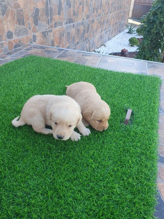 Чистокръвни Лабрадорчета