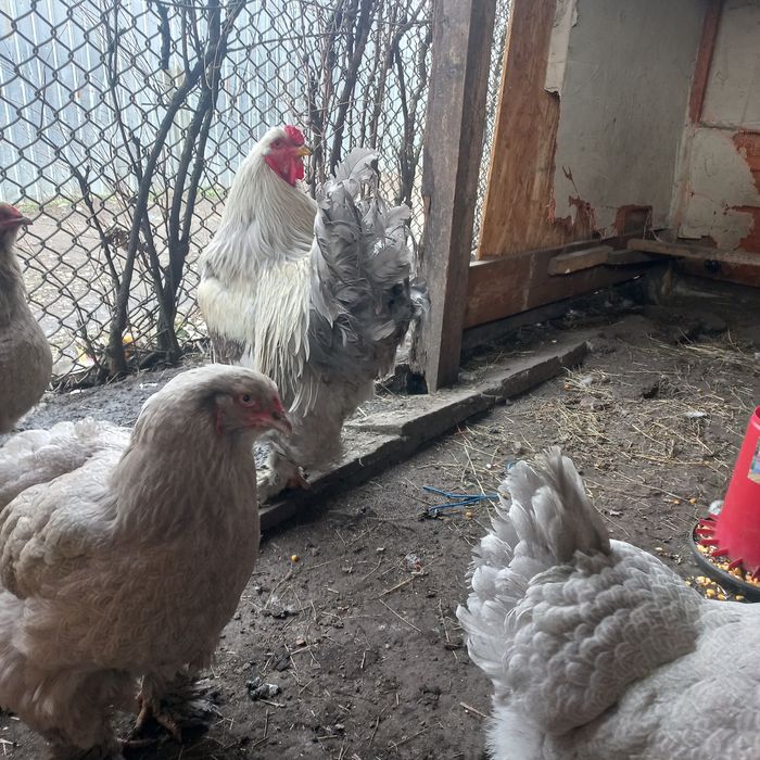 Brahma ouă pentru incubat