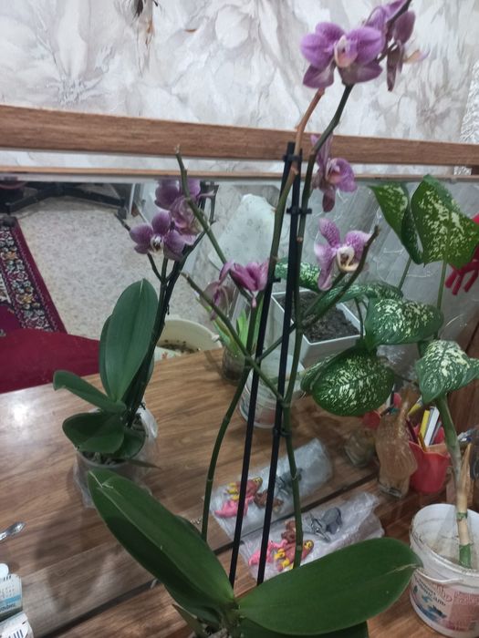 Продам комнатные цветы