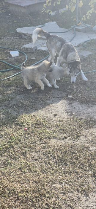 Donez cățeluși husky