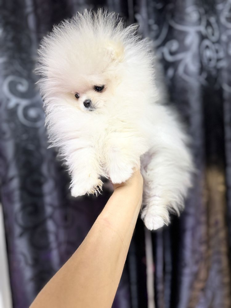 Pomeranian extra extra mic fci pedigree