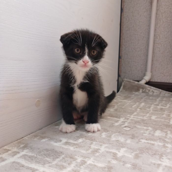 Скотиш фолд 3 ойли