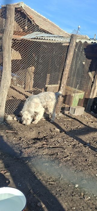 Ciobanesc mioritic femela 8 luni!