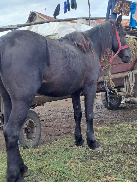 Vând armăsar negru de 9 ani