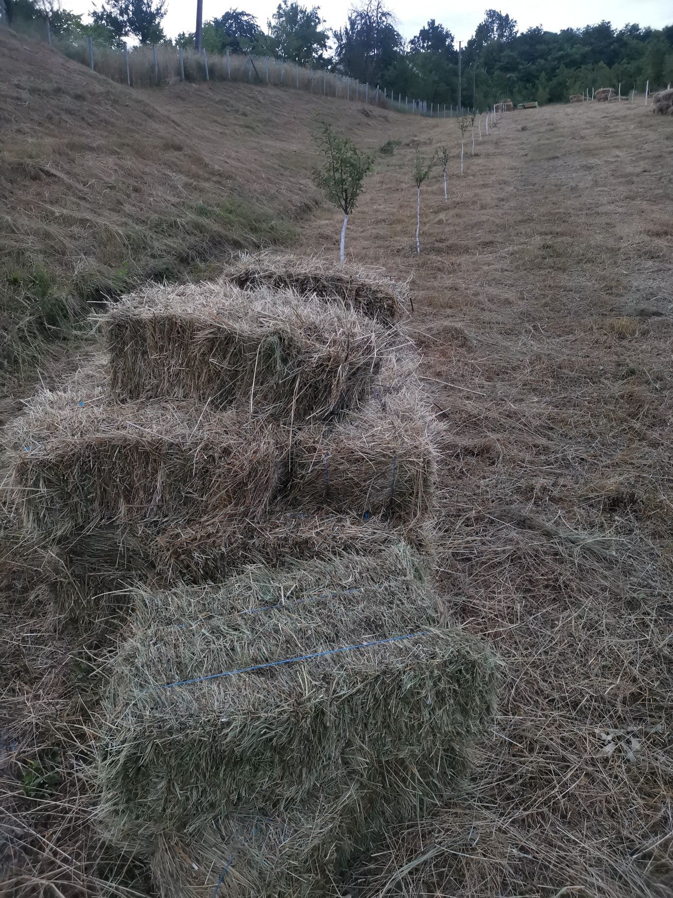 Vând baloți de fân