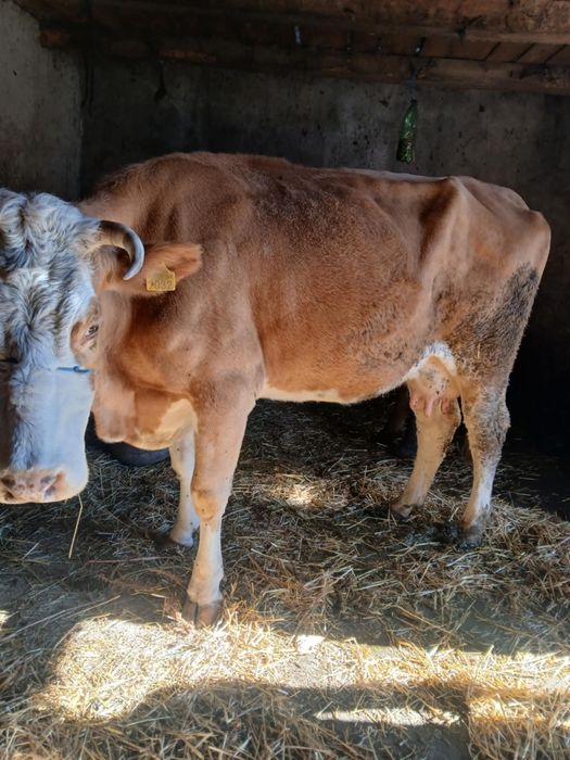 Vând vaca de 7 ani gestanta de5luni jumate cu belgian