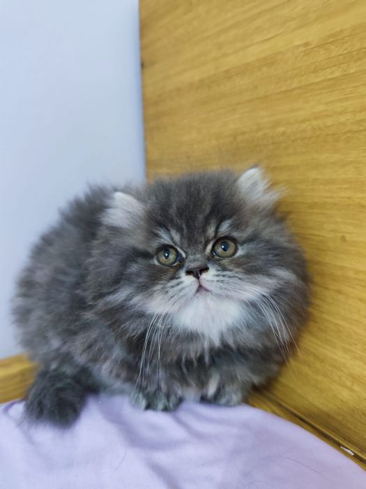 Персийски котета