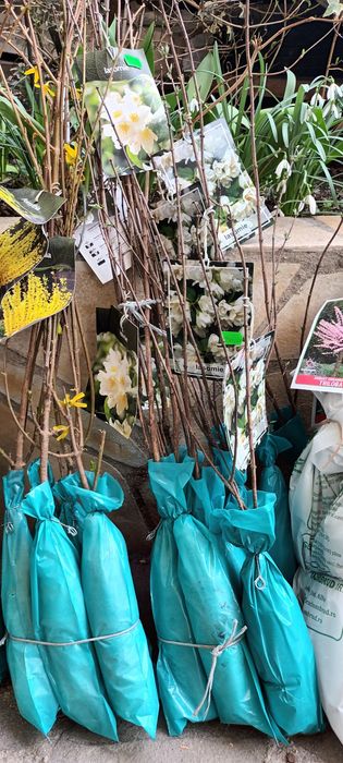 Pomi fructifieri, arbuști de vânzare - cu livrare în Cluj-Napoca
