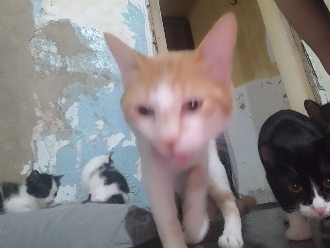 Отдам котов. Кастрированные.