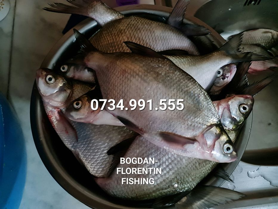 Peste Proaspat Salbatic