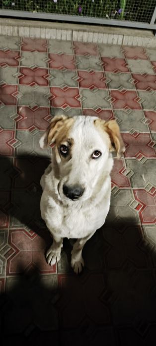 Дворняга в добрые руки