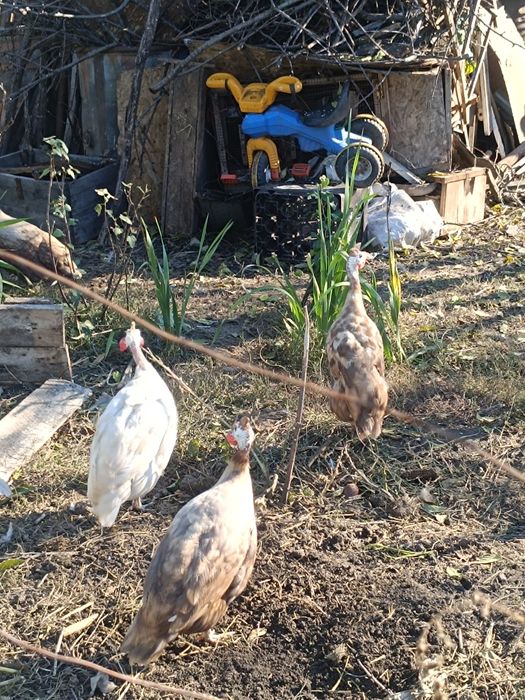 Bibilici maro și alb