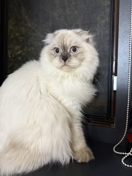 Skotish fold o’g’il bola 7 oylik