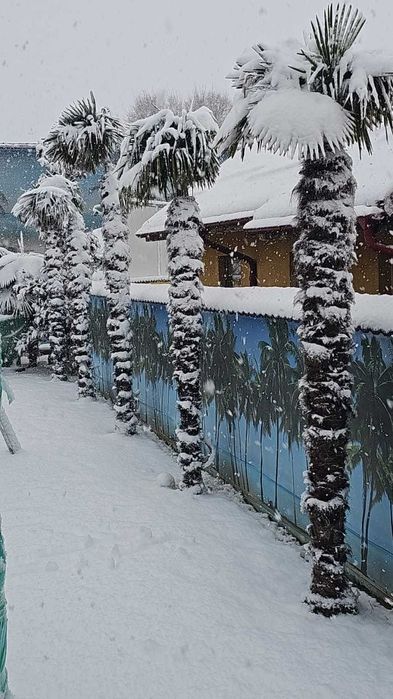 Palmieri rezistenți la frig 4 tipuri pe stoc