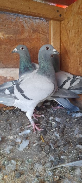 Vând porumbei voiajori