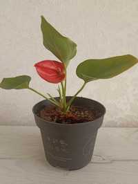 Продам красный цветок Антуриум (Мужское счастье) за 2500 тенге