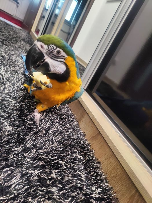 Papagal Ara Ararauna