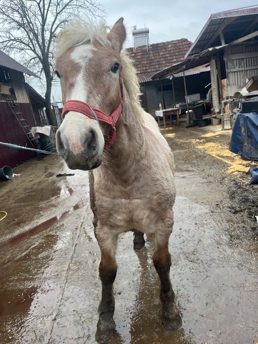 Vând mânză de 8 luni