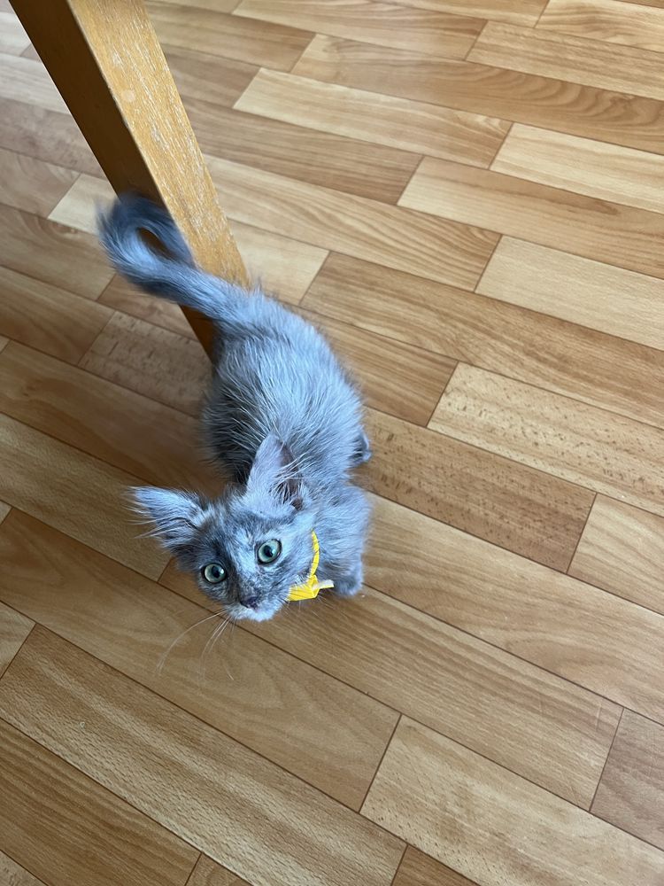 Котенок (девочка, 1 месяц) ищет добрые руки