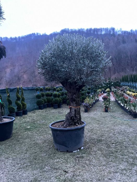 Maslin secular   plante