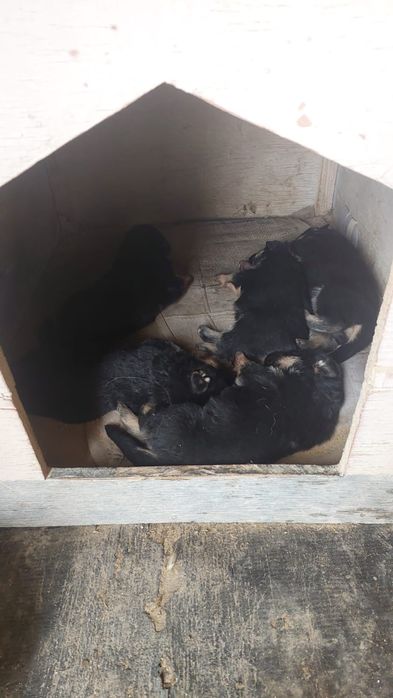 Таза немецкий овчарка күшіктер сатылады