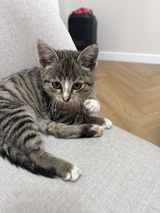 Отдам котенка в хорошие руки. К лотку приученный. Мальчик.