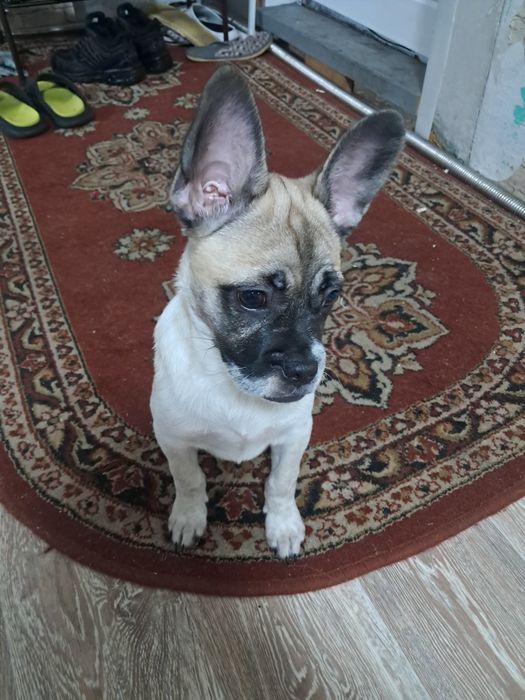 Отдам француза мальчик