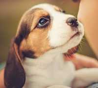 Pui beagle tricolori