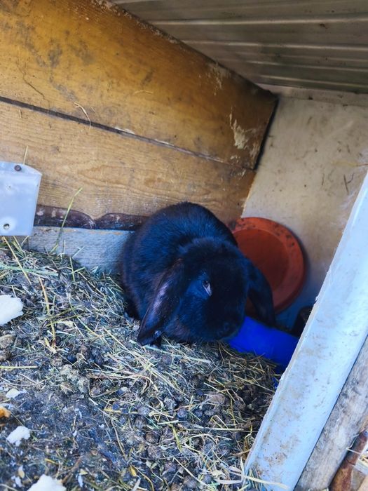 Vând o iepuroaica și trei iepuri