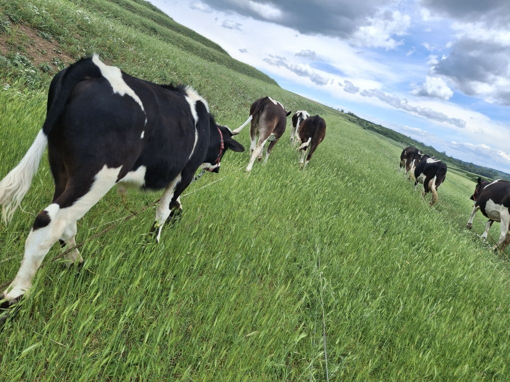 Vând  3 vitele și un taure vârstă între 9 luni și 7 luni