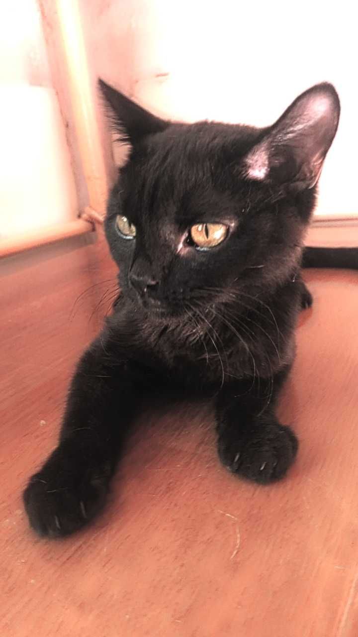 Кот, скрещенный с вислоухой кошкой