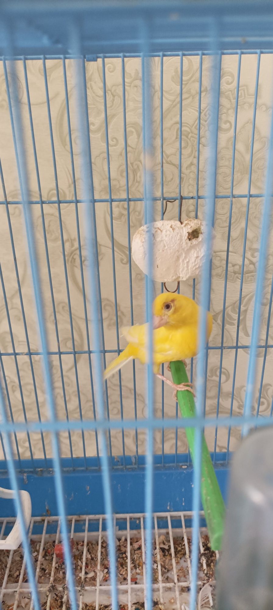 Канарейка мода 2 йош