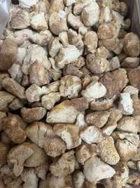 Ежовик грибенчатый 100гр 4000тг гриб Алтай