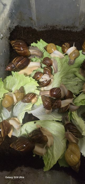 Улитка ахатина соглом