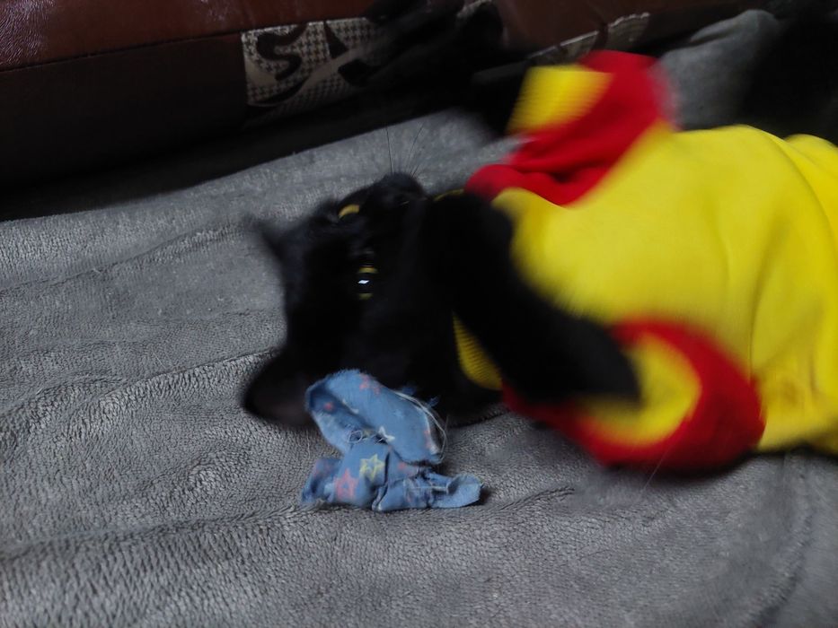 Кот ищет семью и дом