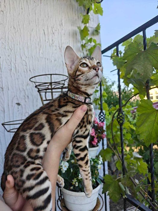 Бенгалски котенца търсят нов дом